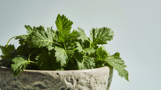 Centella Asiatica Cica