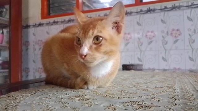 A ginger and white tabby cat sits calmly on a patterned tablecloth, looking off-camera against a floral tiled background.