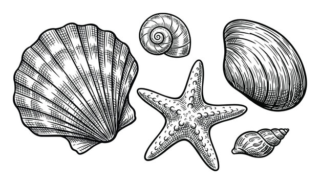 Sea Shells and Starfish Vector Illustration