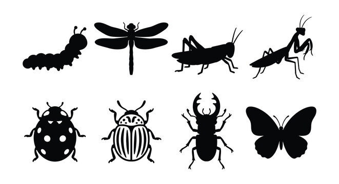 Flat vector insect set on a white background