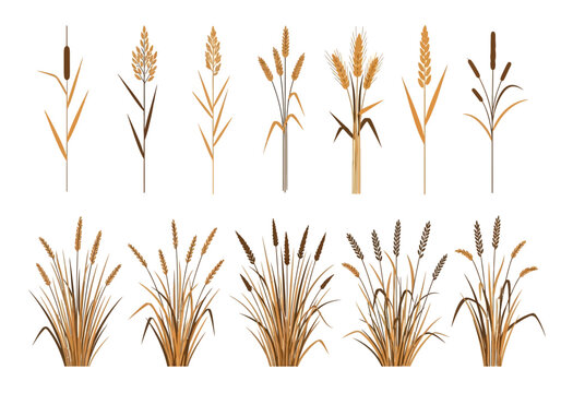 Cattails plants in various stages growth.