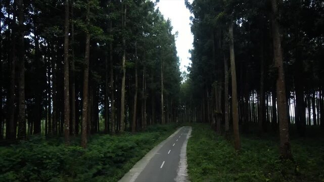 Aerial view of an empty asphalt road winding through a dense, tall pine tree forest.