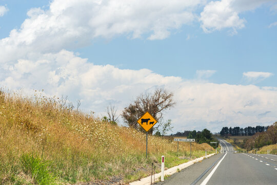 Cattle warning road sign warning animals ahead