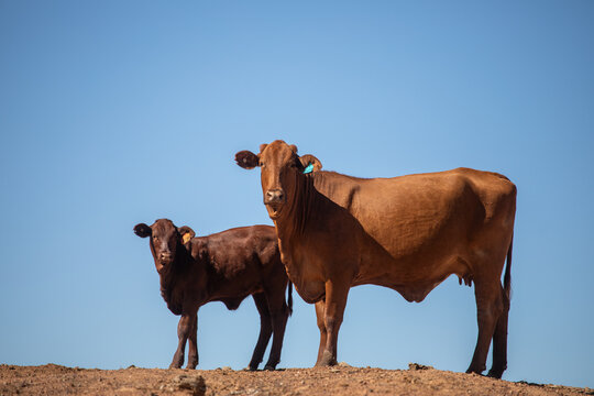 Red beef cow and calf against a blue sky background