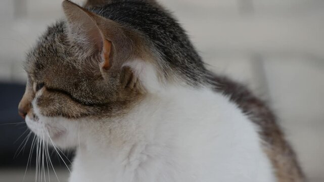 Closeup Shooting with a Beautiful Cat, a Domestic Animal, Pretty Kitten with White Fur Looking to Camera.