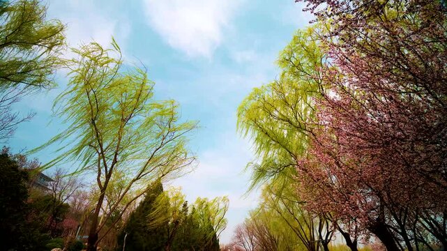Willows swaying in the wind of spring.