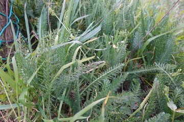 Yarrow plant achillea millefolium growing wild in meadow © tonifrito