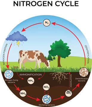 Nitrogen Cycle Diagram with Cow and Tree  Design Vector Illustration