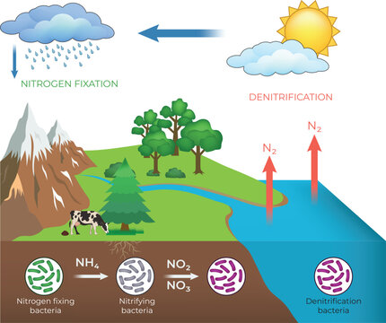 Nitrogen Cycle Diagram with Denitrification and Fixation Processes Design Vector Illustration