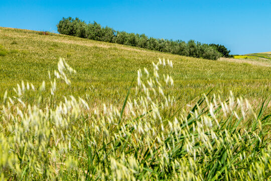 Campi assolati in Molise