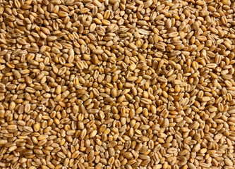 Naklejka premium wheat grain, texture, background, grains,food background 