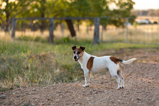Jack Russell Terrier dog standing on farm driveway
