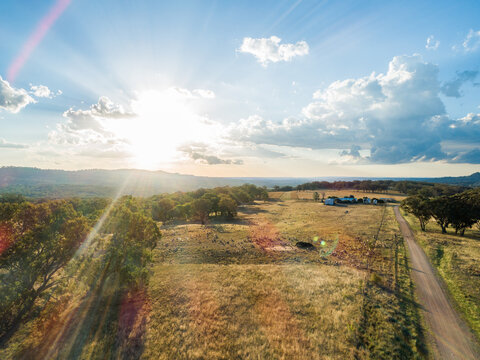 Sunset light flare over paddock of grazing sheep mob on farm in Australian Northern Tablelands