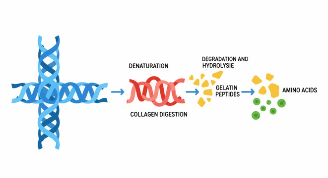 Biological process showing collagen transformation into amino acids