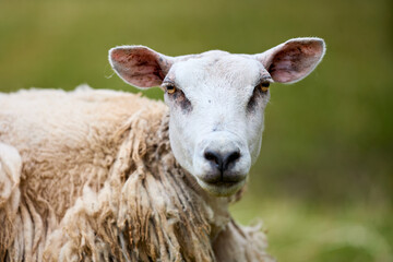 A curious sheep with a white face and shaggy wool looks directly at the viewer in a natural outdoor setting. Its observant gaze and textured fleece highlight the beauty of farm animals. © erwin
