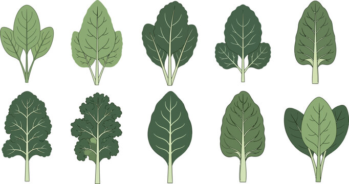 Collection of various green leafy vegetable types featuring different shapes of kale and chard and spinach leaves arranged for healthy diet nutrition