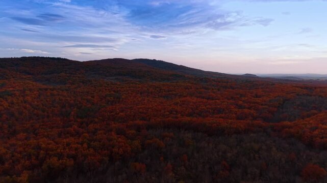 Aerial view of autumn red forest on rolling hills at dusk with blue sky. Orange autumn forest rolls across the hills beneath a soft pink dusk sky in this wide drone view.