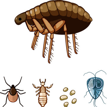 Collection of common parasitesflea, tick, louse, larva and giardiadepicted as vectors of disease, infestation and irritation affecting humans, pets and animals