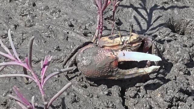 


Endangered White-clawed Fiddler Crab showing large claw behavior #009학명:Austruca lactea

 
