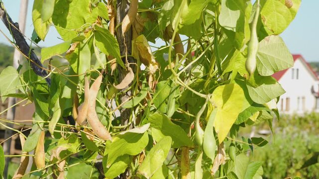 Ripe green beans growing on a vine in the garden on a sunny day, Green bean plants with pods in a garden with a house background.