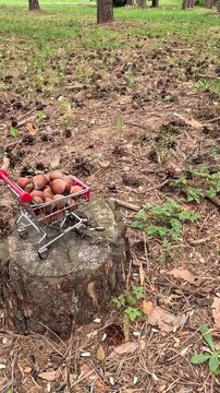 A red squirrel sits on a tree stump beside a miniature shopping cart filled with nuts, reaching forward repeatedly, grabbing food carefully, chewing, and watching the surroundings in forest daylight.
