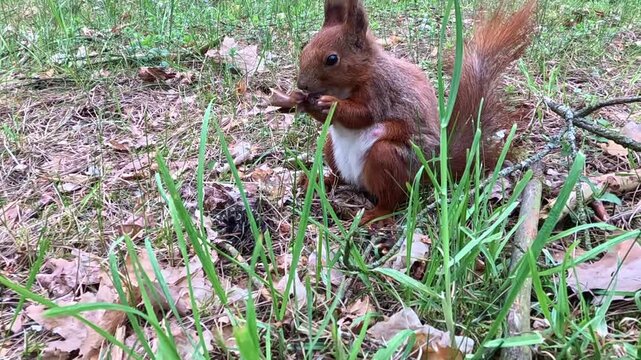 A red squirrel is actively gnawing on a tree cone in the forest. Close up. A wild rodent eats a treat.