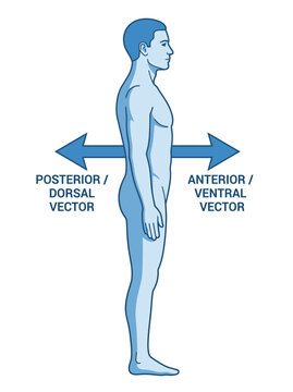Human body anatomy diagram showing anterior ventral and posterior dorsal directional vectors for medical educational study
