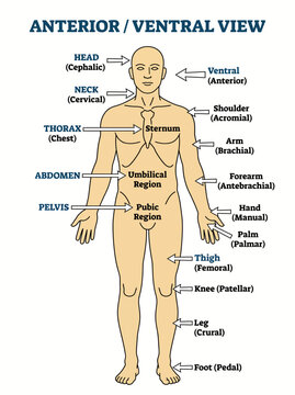 Human anatomy chart showing anterior and ventral body regions with labels for medical educational study purposes