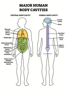 Human body cavities diagram showing the ventral and dorsal cavities with internal organs and anatomical structures