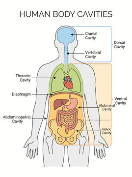 Anatomical diagram showing human body cavities with internal organs for medical education and scientific study purposes