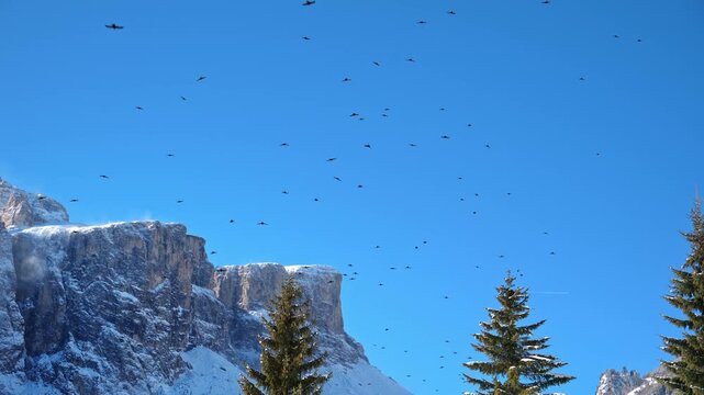 Flock of alpine choughs flying over snow capped rocky peaks of Dolomites mountains under clear blue sky.