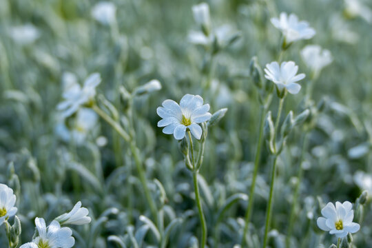 Snow-in-summer flowers, Cerastium tomentosum, stand among silver leaves and buds. The shallow focus gives the garden a dreamy natural look.