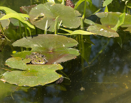 Frog resting on a water lily