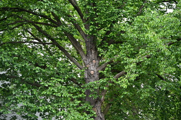 Fototapeta premium Pruned Branch Stubs on Green Tree Crown Close Up
