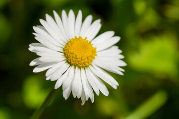 Fototapeta premium close up white daisy flower on grass background