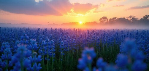 Obraz premium Blue lupine flowers bloom in misty dawn light across wide meadow. Sun rises painting sky with warm orange and pink hues. Foggy horizon creates dreamy serene atmosphere for nature lovers.