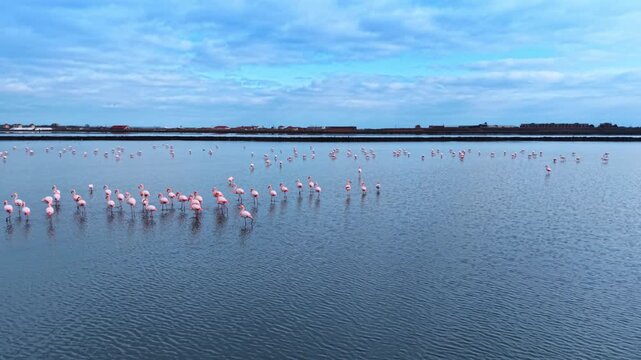 Aerial view of loose flamingo rows in grey lagoon water with salt works beyond. Flamingos stand in two loose rows across the shallow grey lagoon as salt works and low buildings line the far bank.
