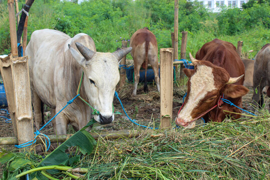White Ongole and Brown Simmental Bulls Eating Fodder at Traditional Livestock Market