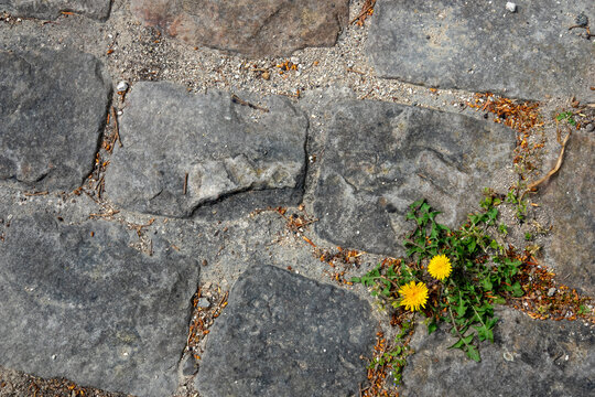 Dandelion growing in a cobble street
