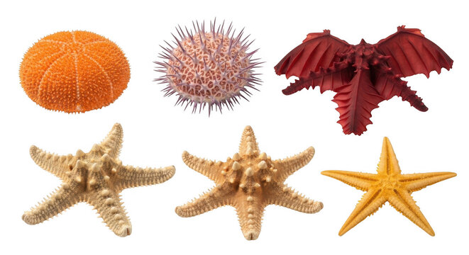 Collection of marine life featuring an orange sea urchin, spiky urchin, red sea fan, and three distinct species of starfish on black background