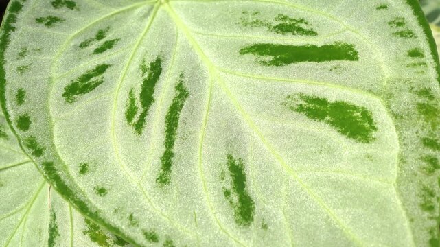 close up view of Anthurium silver blush plant, showing its beautiful silvery leave pattern, surrounding with many other tropical plants, camera slowly moves, indoor plants