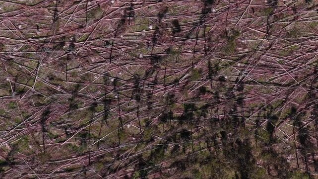 Aerial view of fallen pine trees scattered across the forest floor in a crisscross pattern after logging or a storm in Leiria, Leiria District, Portugal.