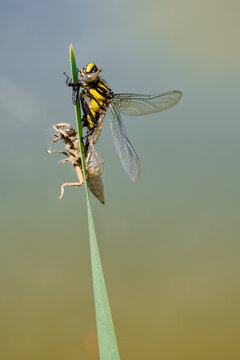 Metamorphose from a larva to a dragonfly leaving the transparent cocoon grey shell at the  blade of grass. Nymphal exuvia of Gomphus vulgatissimus grow to an insect hunter