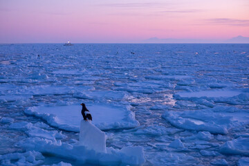 Landscape of drift ice floating on the ocean in Shiretoko Rausu Hokkaido Japan © shirophoto