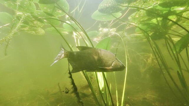 European bream - Abramis brama - moves through dense water lily vegetation in calm lake water in France, showing natural freshwater behavior.
