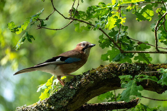 Jay perched on oak tree branch