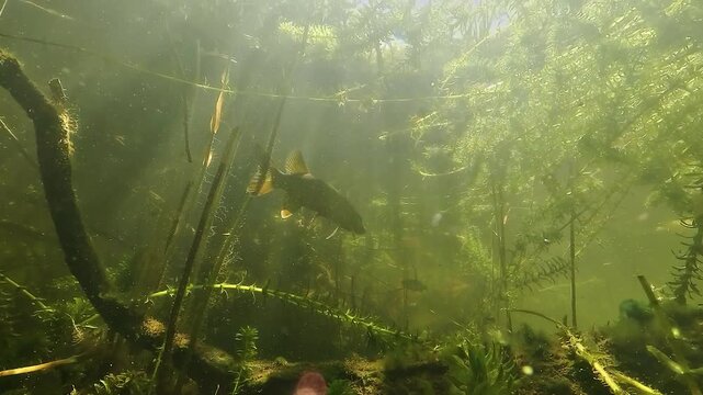 Back view of a pike - Esox lucius - gliding gently through a tunnel of branches with sun rays crossing the water column. Red highlights shimmer across its tail fin in a calm freshwater scene.