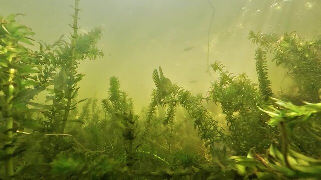 Rear underwater shot of a pike - Esox lucius - gliding forward with gentle tail fin motion as sun rays cross the water above. Peaceful hunting behavior in a calm lake habitat.