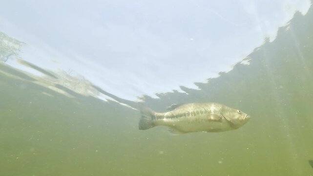 Underwater upward shot of a single largemouth bass - Micropterus salmoides - swimming across the frame beneath the surface before leaving view.