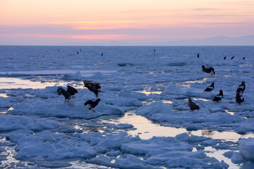 Landscape of drift ice floating on the ocean in Shiretoko Rausu Hokkaido Japan © shirophoto
